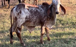 Touro Gir Leiteiro registrado - Linhagem Gavião e Brasília