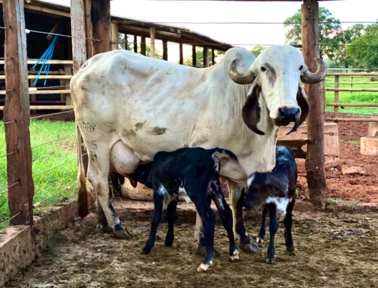 Vacas GIR LEITEIRO registradas