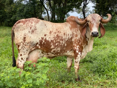 Vacas GIR LEITEIRO registradas