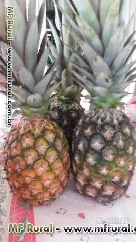 Abacaxi Perola Imagem Abacaxi Perola