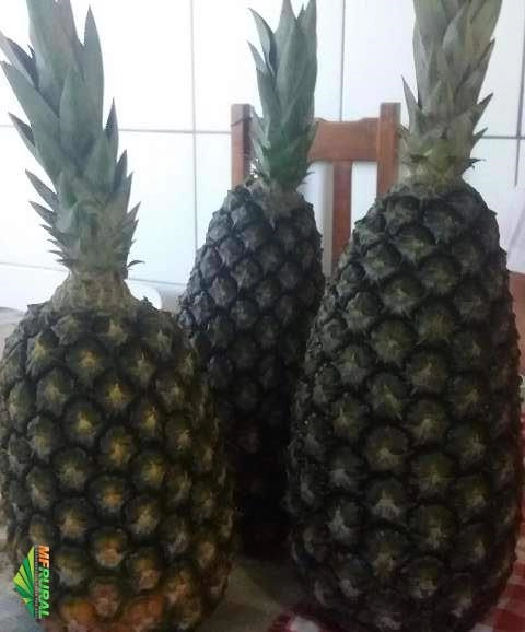 ABACAXI PEROLA GRAUDO Imagem ABACAXI PEROLA GRAUDO