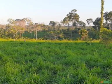 VENDO FAZENDA COM TERRA DE 200 HECTERE