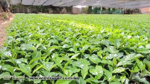 MUDAS DE CAFÉ Imagem MUDAS DE CAFÉ