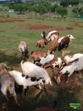 Cabritos e Cabras Raça Boer e Saanen