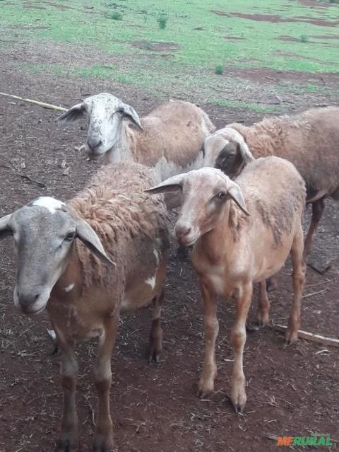 CARNEIROS RAÇA SANTA INÊS