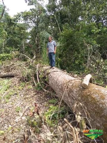 Madeira toras cedro rosa e jatobá