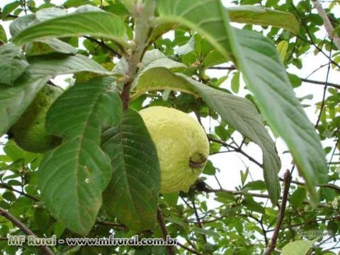 Vende-se fazenda no vale do rio doce em MG