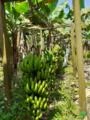Bananas Bananica