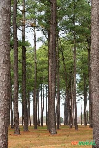COMPRO REFLORESTAMENTO DE PINUS - REGIÃO DE MONTE CARLO/CAMPOS NOVOS-SC Imagem COMPRO REFLORESTAMENTO DE PINUS - REGIÃO DE MONTE CARLO/CAMPOS NOVOS-SC