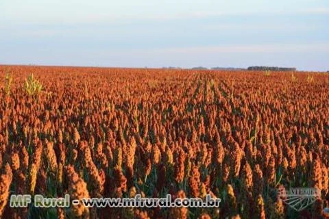 Sorgo