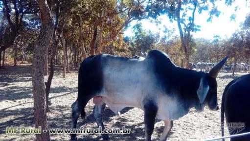 Tourinhos Guzerá Soledade