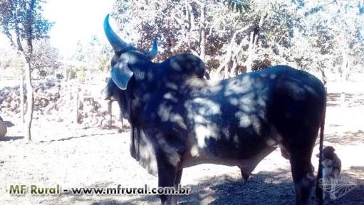 Tourinhos Guzerá Soledade Imagem Tourinhos Guzerá Soledade