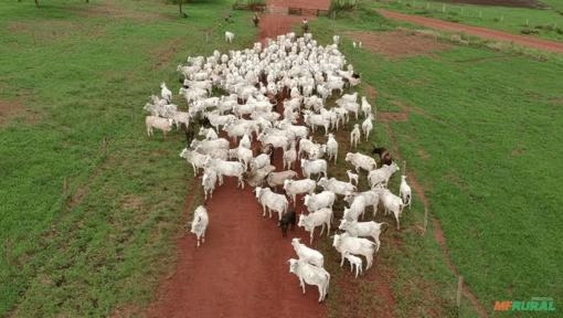 Compra e venda de gados Imagem Compra e venda de gados