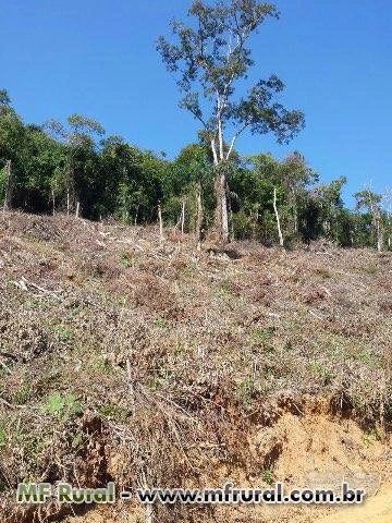 Fazenda de Pinus