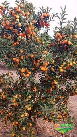 Laranja Kinkam Imagem Laranja Kinkam