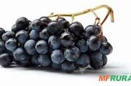 Muda de uva enxertada para vinhos finos
