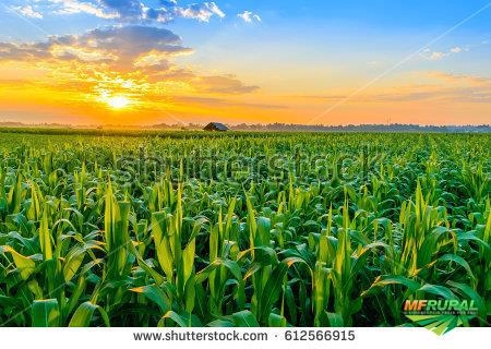 CORRETOR DE GRÃOS Imagem CORRETOR DE GRÃOS