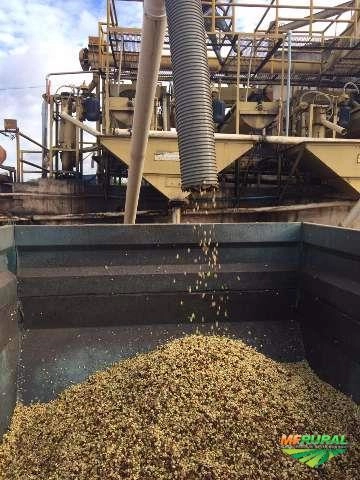 Cafeicultura Imagem Cafeicultura