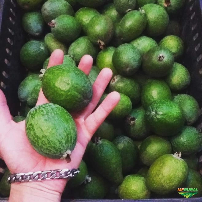 Goiaba Feijoa Serrana Imagem Goiaba Feijoa Serrana