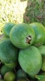 Goiaba Feijoa Serrana Imagem Goiaba Feijoa Serrana
