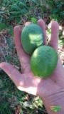 Goiaba Feijoa Serrana Imagem Goiaba Feijoa Serrana