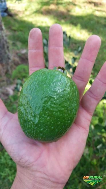 Imagem Goiaba Feijoa Serrana Imagem Goiaba Feijoa Serrana