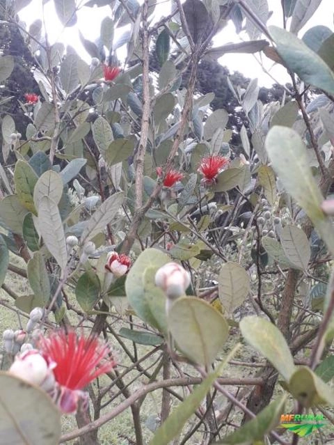 Imagem Goiaba Feijoa Serrana Imagem Goiaba Feijoa Serrana