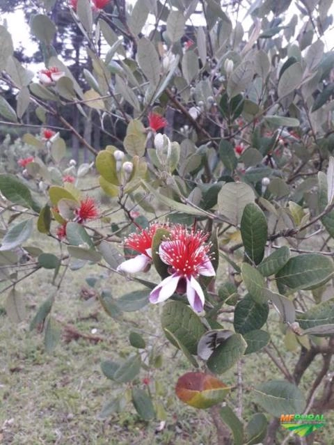 Imagem Goiaba Feijoa Serrana Imagem Goiaba Feijoa Serrana
