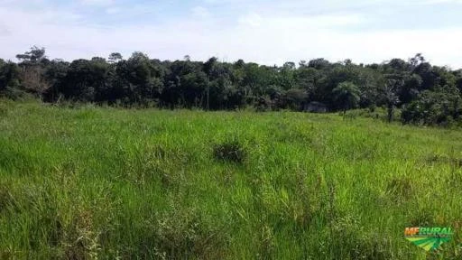 Sítio 54 hectares em Breu Branco - Pará