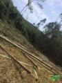 Venda de Eucalipto Imagem Venda de Eucalipto