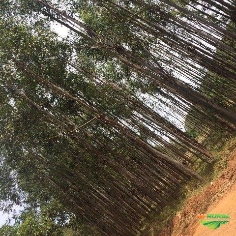 Venda de Eucalipto Imagem Venda de Eucalipto
