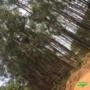 Venda de Eucalipto Imagem Venda de Eucalipto