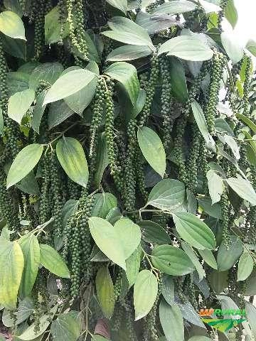 Imagem Pimenta do reino Imagem Pimenta do reino