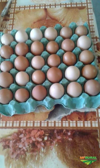 Ovos caipira produção