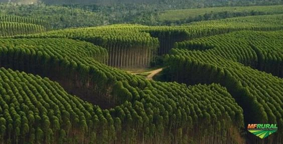 VENDO EUCALIPTO GRANDIS, PINUS TAEDA E PINUS ELIOTI - EXPORTAÇÃO Imagem VENDO EUCALIPTO GRANDIS, PINUS TAEDA E PINUS ELIOTI - EXPORTAÇÃO