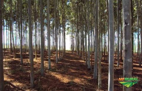 Compro eucalipto citriodora Imagem Compro eucalipto citriodora