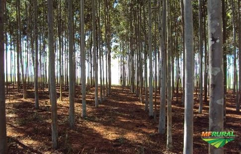 Compro eucalipto citriodora Imagem Compro eucalipto citriodora