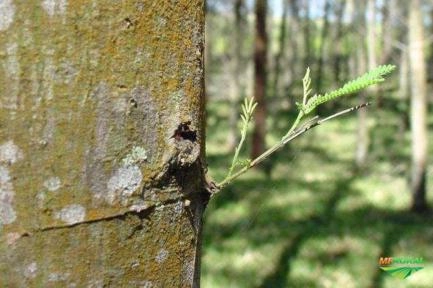 COMPRO FLORESTA DE ACÁCIA NO RS Imagem COMPRO FLORESTA DE ACÁCIA NO RS