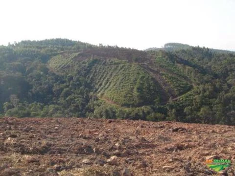 Fazenda em Cerro Azul - PR 40 alqueires