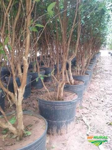 MUDAS FRUTÍFERAS Imagem MUDAS FRUTÍFERAS