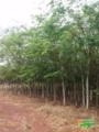 MUDAS FRUTÍFERAS Imagem MUDAS FRUTÍFERAS