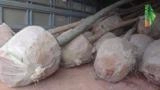MUDAS FRUTÍFERAS Imagem MUDAS FRUTÍFERAS