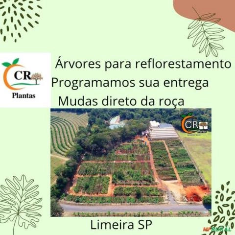 mudas para reflorestamento mudas frutíferas e cítricas Imagem mudas para reflorestamento mudas frutíferas e cítricas