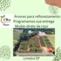 mudas para reflorestamento mudas frutíferas e cítricas Imagem mudas para reflorestamento mudas frutíferas e cítricas