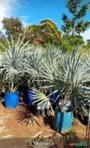 mudas para reflorestamento mudas frutíferas e cítricas Imagem mudas para reflorestamento mudas frutíferas e cítricas