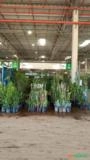 mudas para reflorestamento mudas frutíferas e cítricas Imagem mudas para reflorestamento mudas frutíferas e cítricas