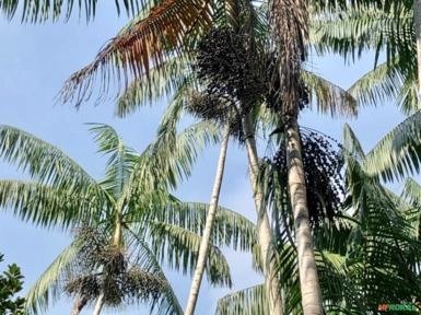 Imagem Máquina de Açaí em Pó Imagem Máquina de Açaí em Pó