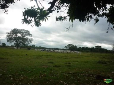 Fazenda em Corumbá - MS