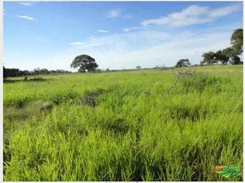 Fazenda com 6.000 Hectares no Pantanal - MS
