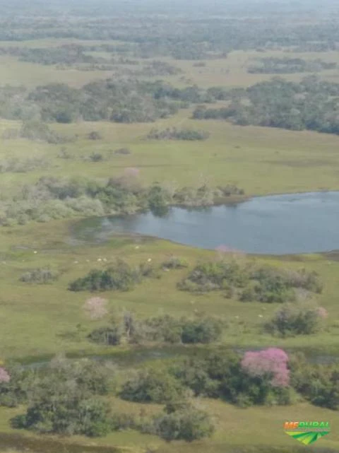 Fazenda com 6.000 Hectares no Pantanal - MS